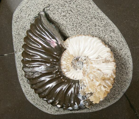 Iridescent Deshayesites Ammonite In Argyllite #15586